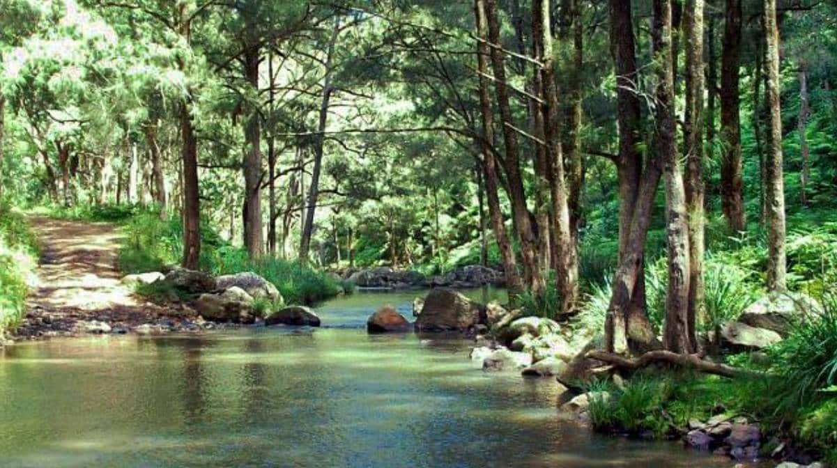 Condamine River Track