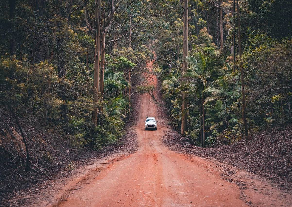 Mount Mee Forest Drive